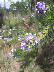 Psoralea ivumba
