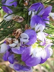 Psoralea ivumba