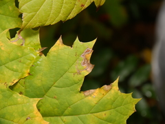 Stigmella aceris