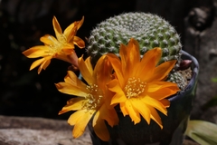 Rebutia
