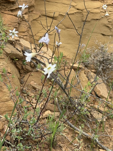 Namaqua Kalossie (Ixia namaquana)