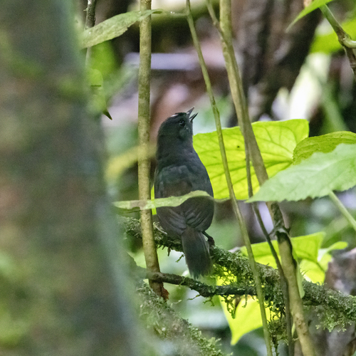 White-crowned Tapaculo (Scytalopus atratus)