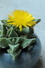 Faucaria
