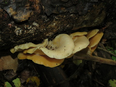 Pleurotus cornucopiae