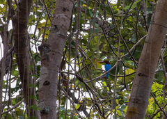 Halcyon smyrnensis perpulchra