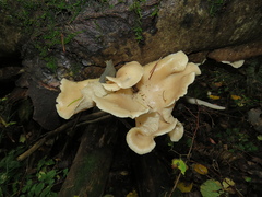 Pleurotus cornucopiae