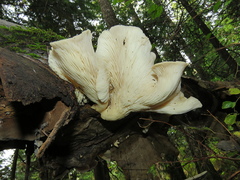 Pleurotus cornucopiae