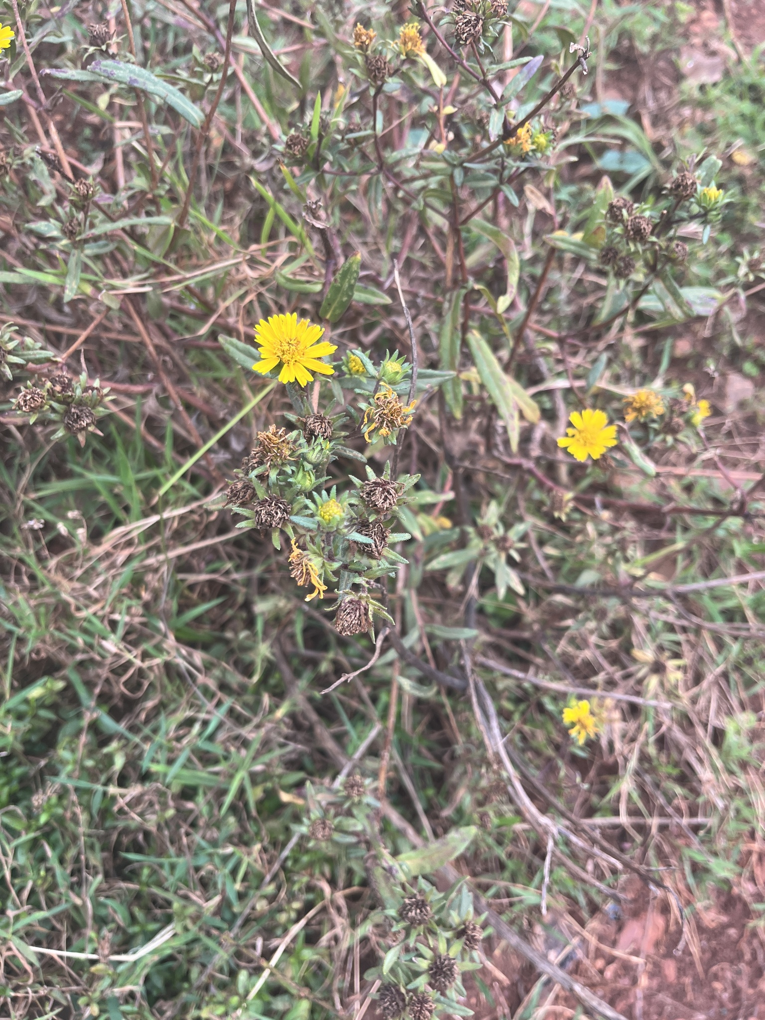 Sticky Niger (Guizotia scabra)