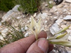 Gladiolus uitenhagensis