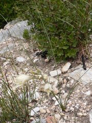 Gladiolus uitenhagensis