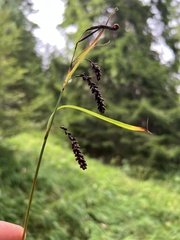Blue Sedge (Carex flacca)