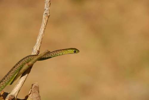 Photo of a Ornate Green Snake (Philothamnus ornatus)