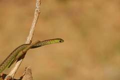 Philothamnus ornatus