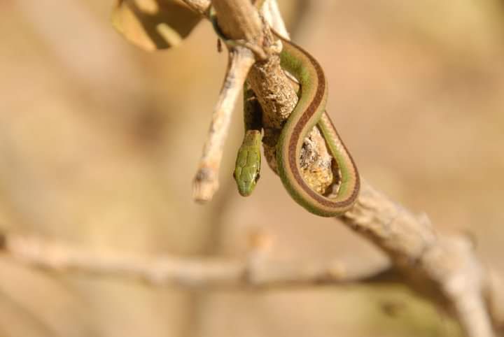 Ornate Green Snake