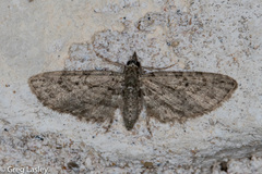 Eupithecia longidens