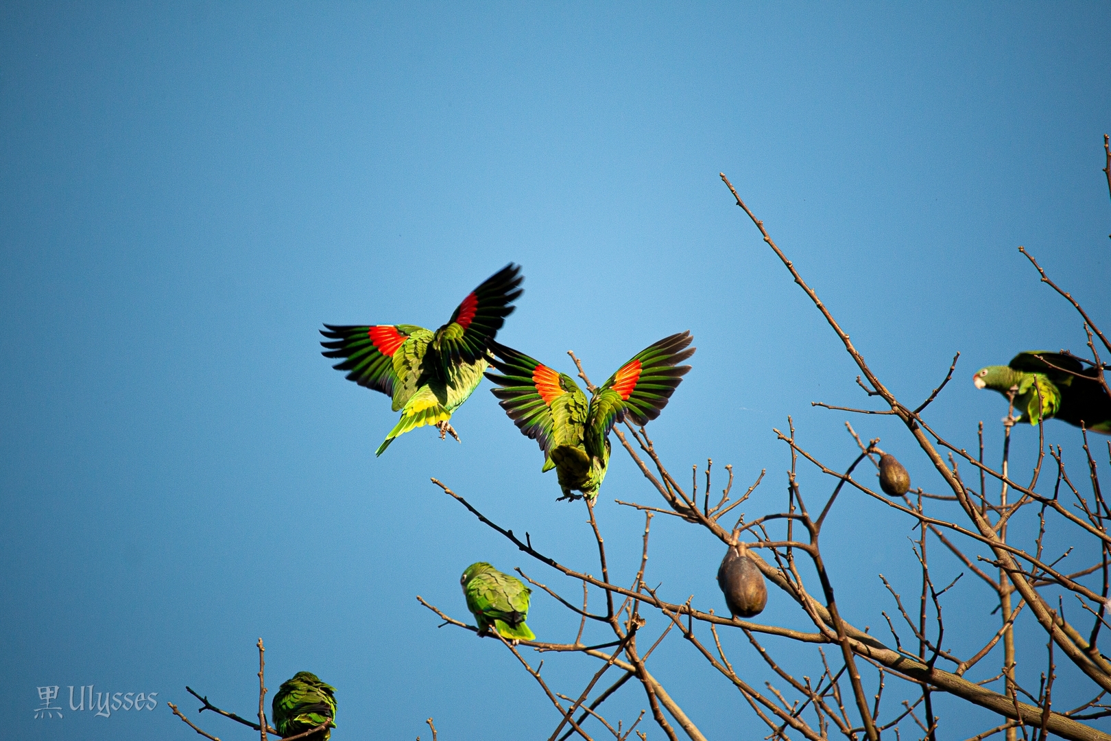 Tucuman Amazon (Amazona tucumana), photo 6