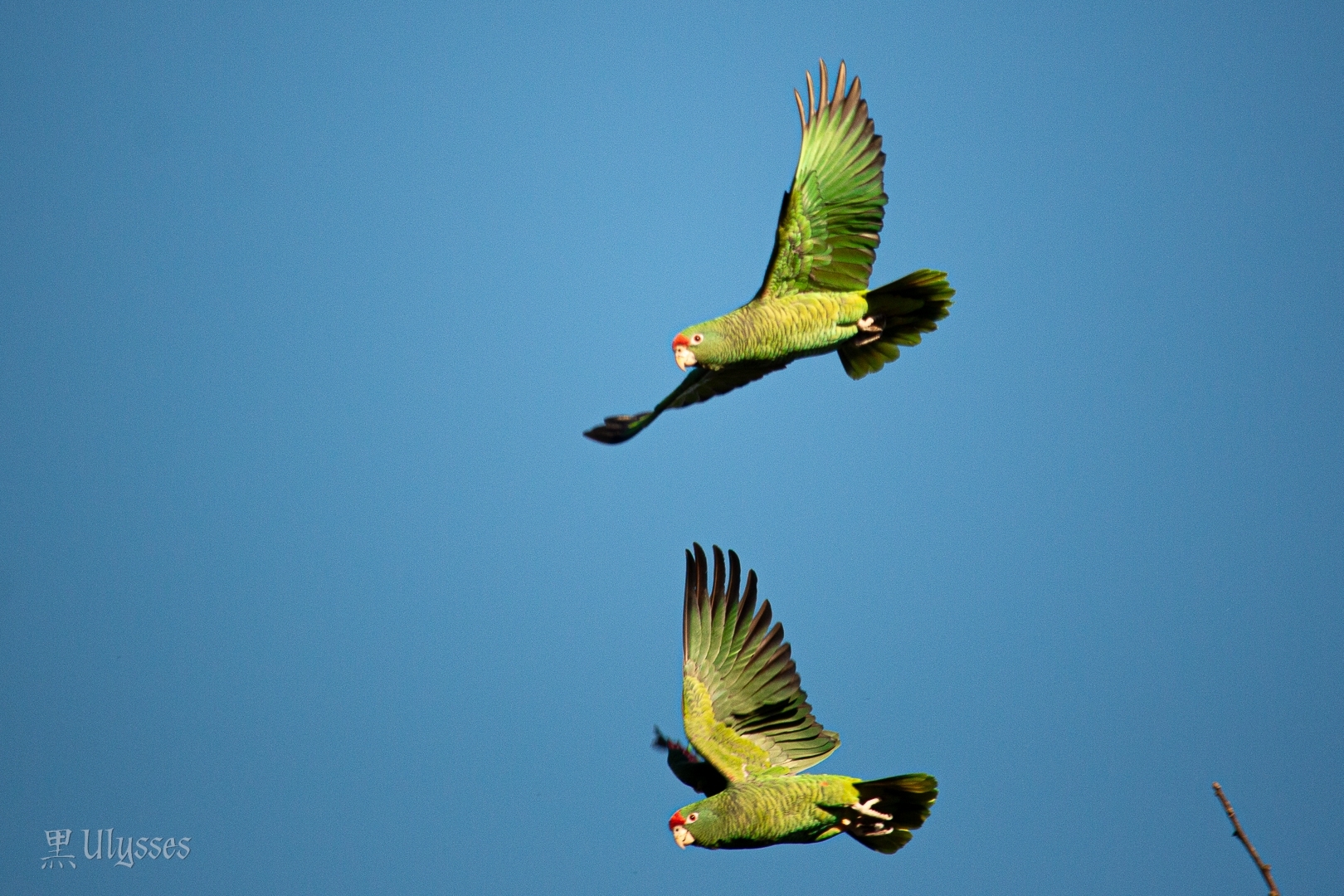 Tucuman Amazon (Amazona tucumana), photo 7