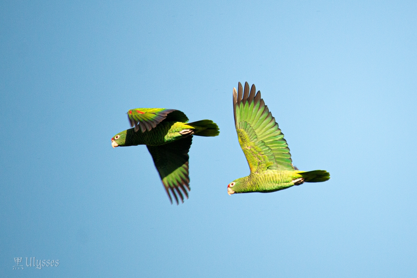 Tucuman Amazon (Amazona tucumana), photo 8