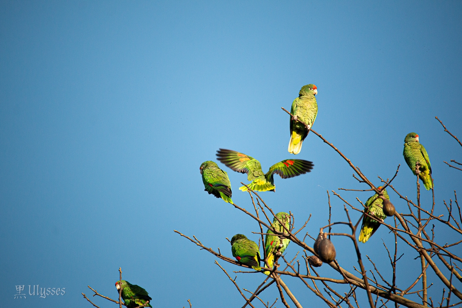 Tucuman Amazon (Amazona tucumana), photo 9