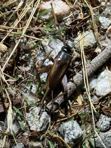 iNaturalist observation photo of Gryllus