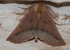 Drepanogynis cnephaeogramma