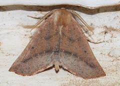 Drepanogynis cnephaeogramma