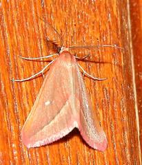 Rhodometra participata