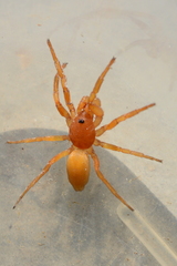 Caponia