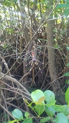 Trichonephila clavipes