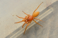 Caponia