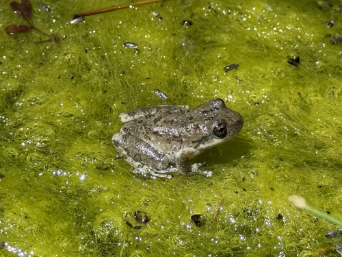 iNaturalist observation photo of California Tree Frog