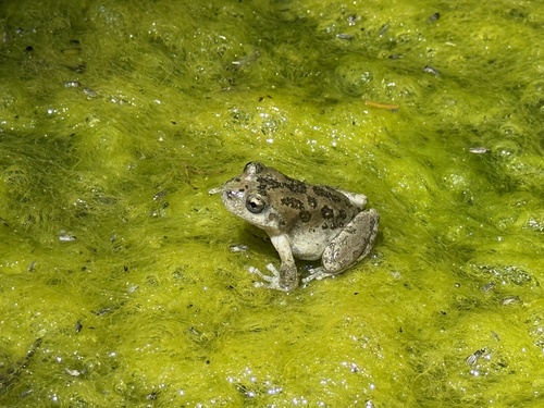 iNaturalist observation photo of California Tree Frog