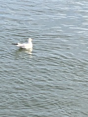 Chroicocephalus ridibundus