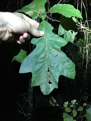 Quercus falcata pagodifolia