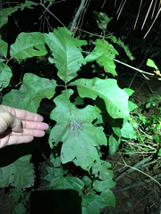 Quercus falcata pagodifolia