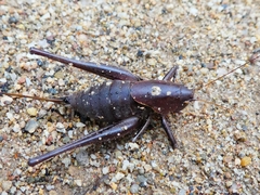 Thyreonotus corsicus
