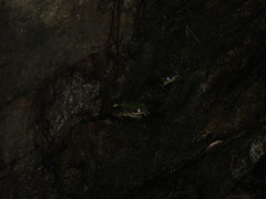 Odorrana chloronota