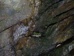 Odorrana chloronota