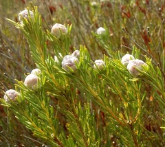 Leucadendron brunioides brunioides