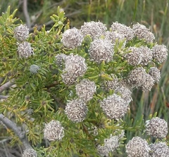 Leucadendron brunioides brunioides