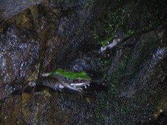 Odorrana chloronota