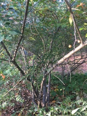 Ilex verticillata