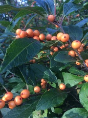 Ilex verticillata