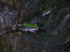 Odorrana chloronota