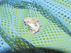 Calliteara horsfieldii