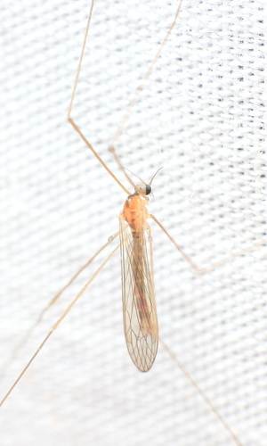 Dicranomyia (Dicranomyia) immodesta