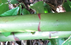 Costus guanaiensis tarmicus