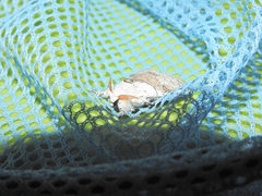 Calliteara horsfieldii