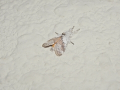 Calliteara horsfieldii