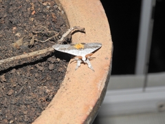 Calliteara horsfieldii